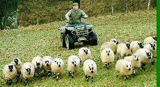 [Herding sheep]